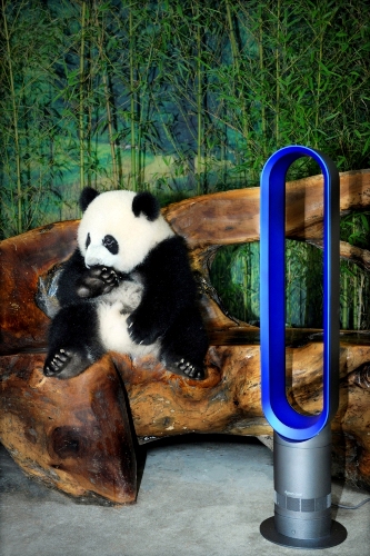 Dyson 戴森助成都大熊貓，提供舒適、健康的生活環境