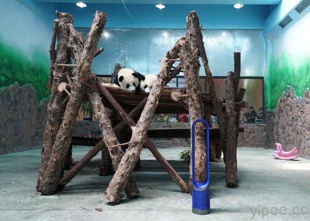 可愛的熊貓呼吸系統易受傷，Dyson 幫忙讓他們能健康成長！