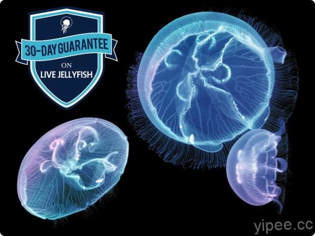 超療癒的水母魚缸新亮相，讓水母不再是難養寵物！