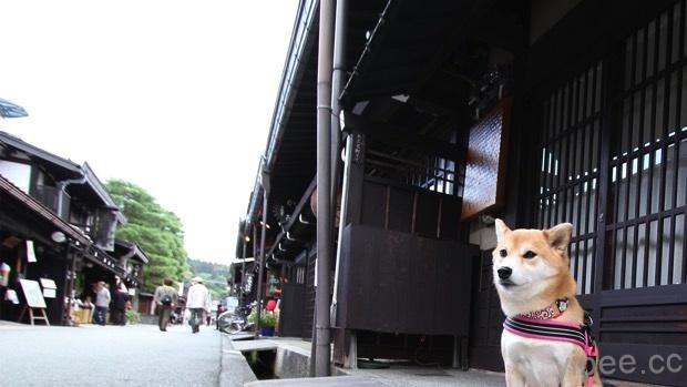 日本網友公認「十大招牌旅館狗部長」出爐，實在太萌了！