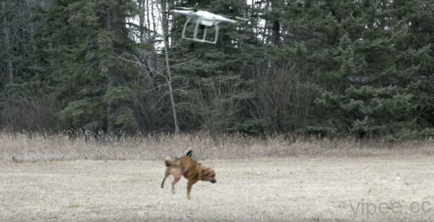 用無人機遛狗，結果竟然悲劇了！