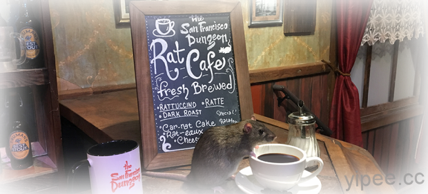 與眾不同的咖啡廳，舊金山地牢老鼠陪你喝咖啡！