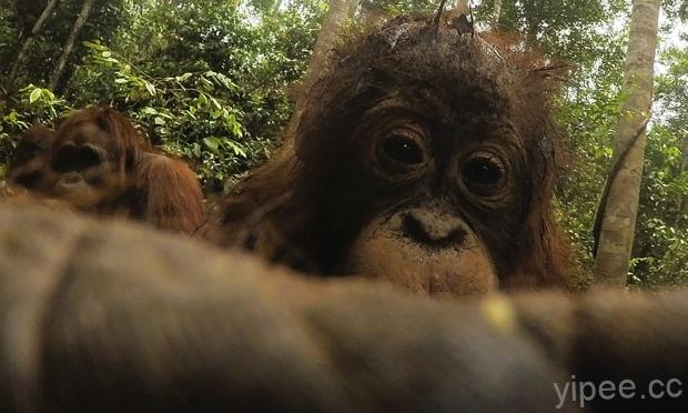 猩猩偷走 GoPro 相機，還好奇瘋狂自拍數百張超萌照片！