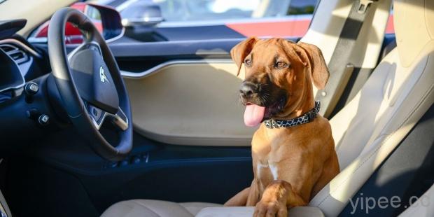 Tesla 特斯拉傳將研發「Dog Mode 毛小孩模式」，螢幕顯示狗狗在無人的車內也能安全舒適
