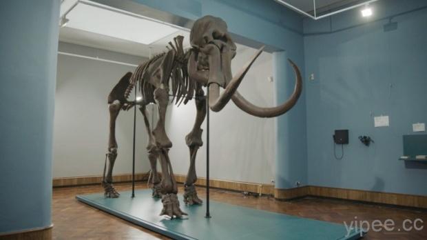 比利時博物館展出以 3D列印複製的猛獁象骨骼化石