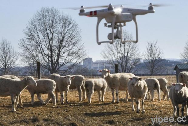 牧羊犬也要失業了？紐西蘭、英國牧場改以無人機趕羊群回家