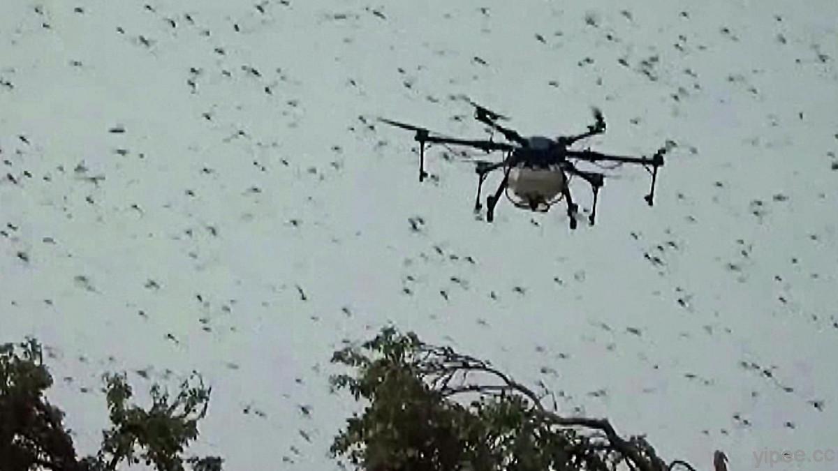 印度、澳洲出動無人機，只為監視蝗蟲位置、噴灑殺蟲劑