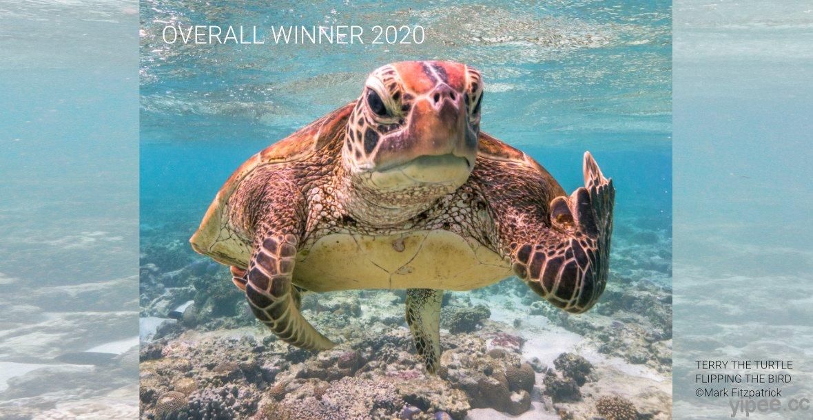 2020 《搞笑野生動物攝影獎》結果出爐，動物也懂「安全社交距離」