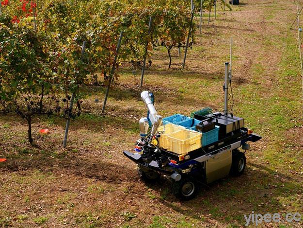 【影片】Yamaha 日前發表農業專用無人駕駛車採收葡萄