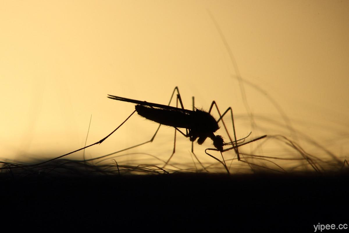 蟲蟲危機！小心被這 4 種常見蚊蟲「叮」上