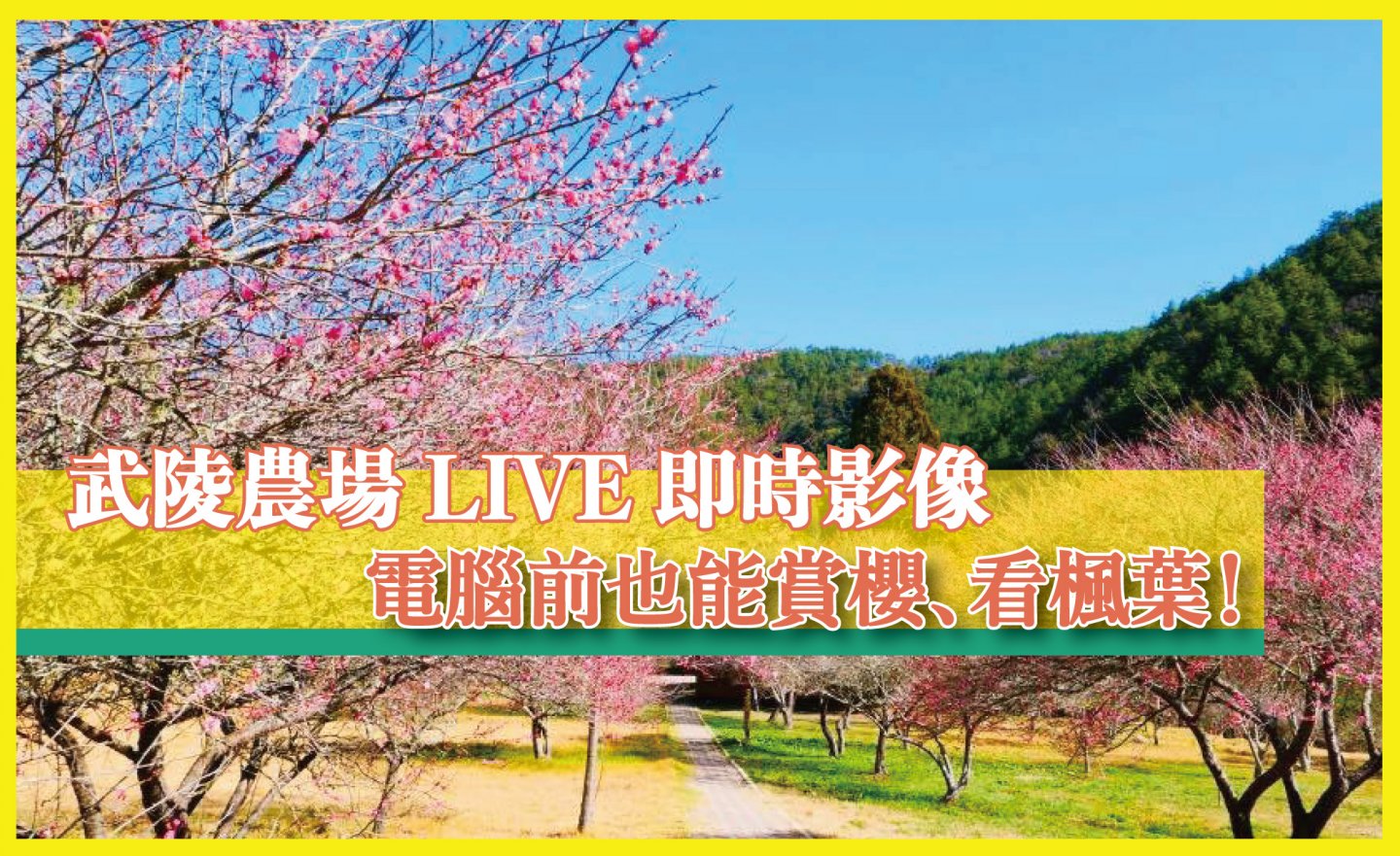 【免費】台灣三大高山農場之「武陵農場」 LIVE 即時影像，電腦前也能賞櫻花、看楓葉及落羽松！