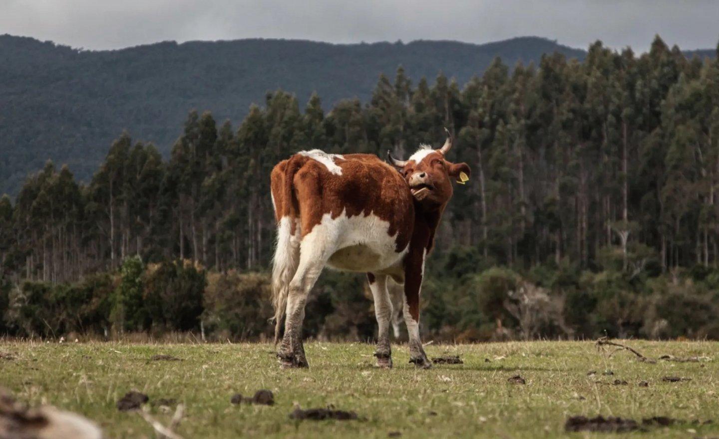利用智慧感測器打造「智慧牧場」管理牛，感測器用電就靠牛的活動力
