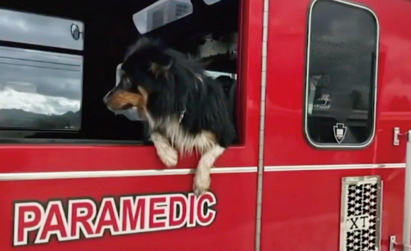 Apple AirTag 救援成功！讓美國消防員營救被洪水沖走的狗