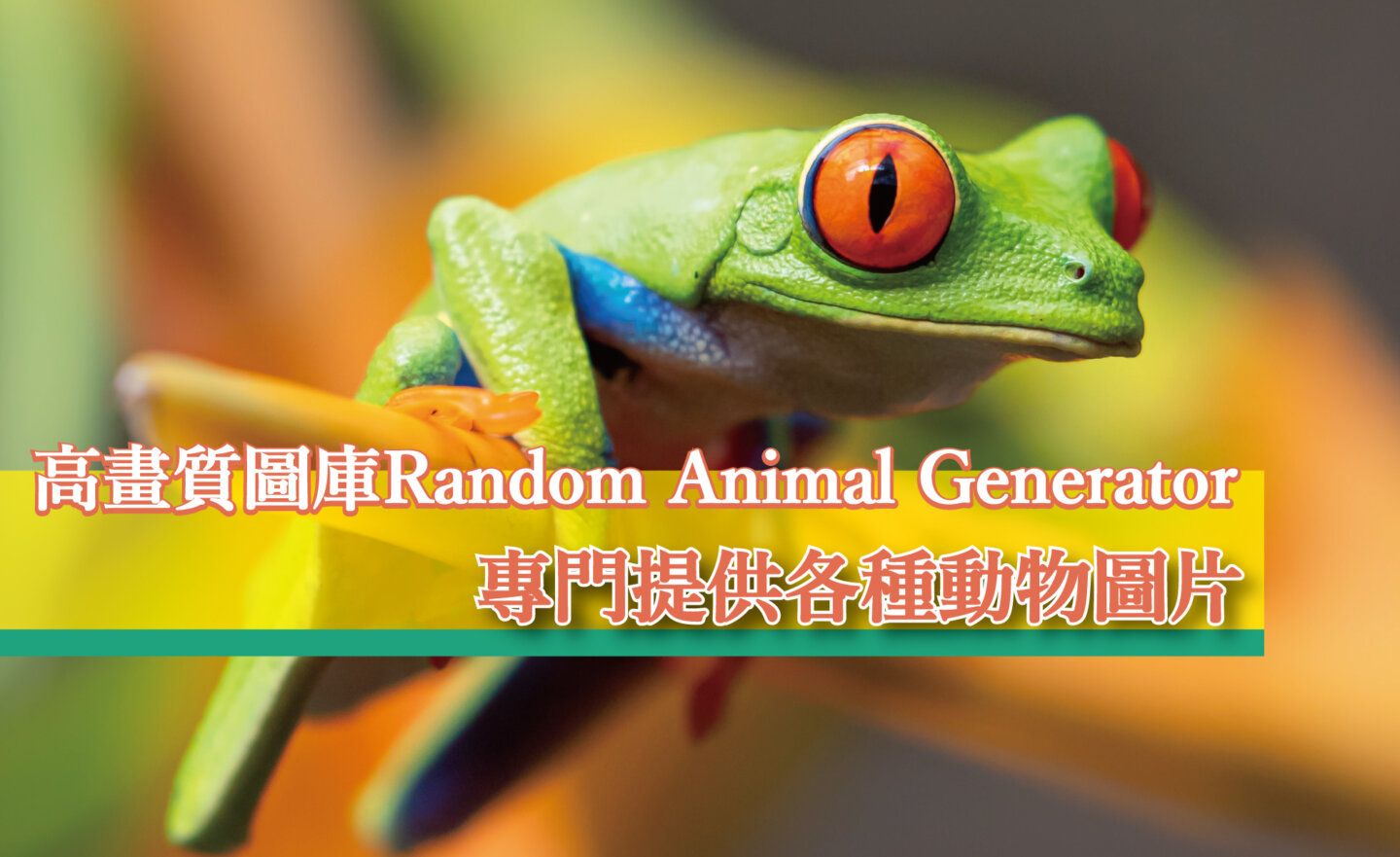 【免費】高畫質圖庫「Random Animal Generator」，專門提供各種動物圖片